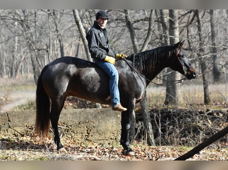 Quarter horse américain Hongre 16 Ans 160 cm Rouan Bleu in Sweet Springs, MO