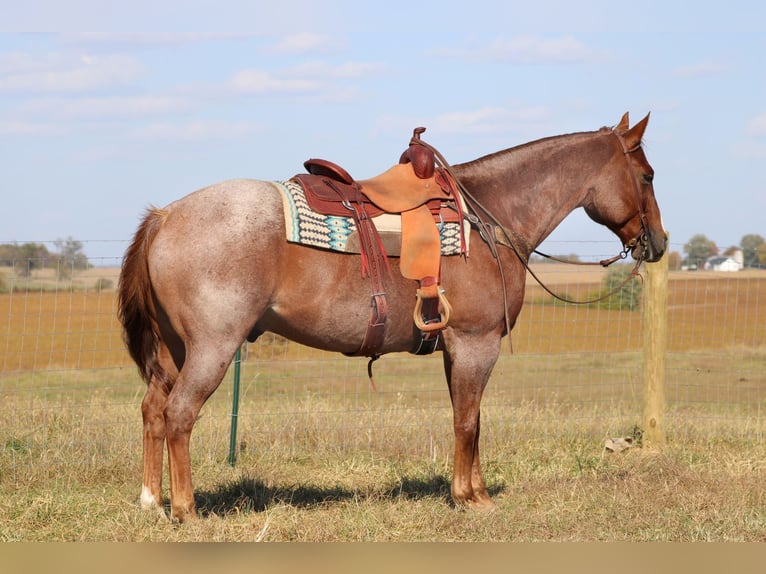 Quarter horse américain Hongre 16 Ans 160 cm Rouan Rouge in Sanora KY