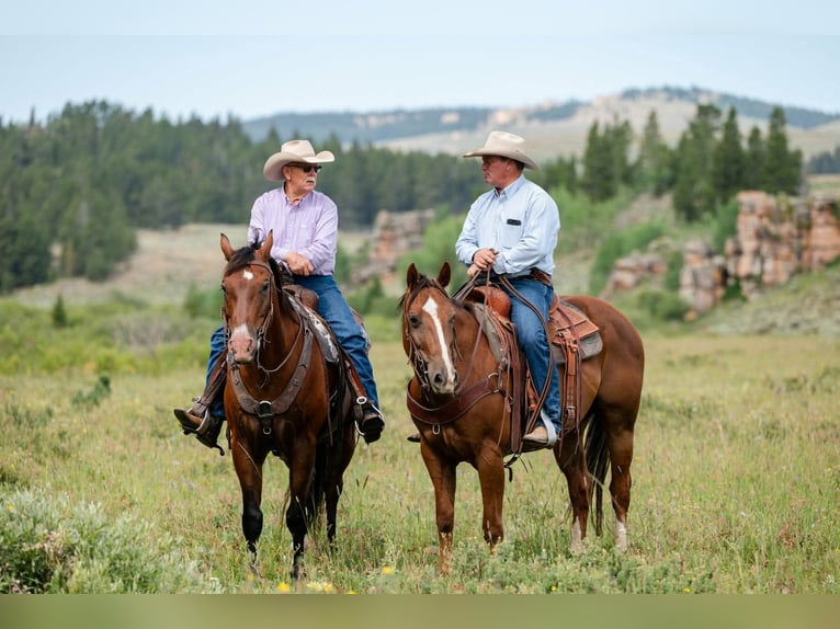 Quarter horse américain Hongre 16 Ans 163 cm Bai cerise in Statesville