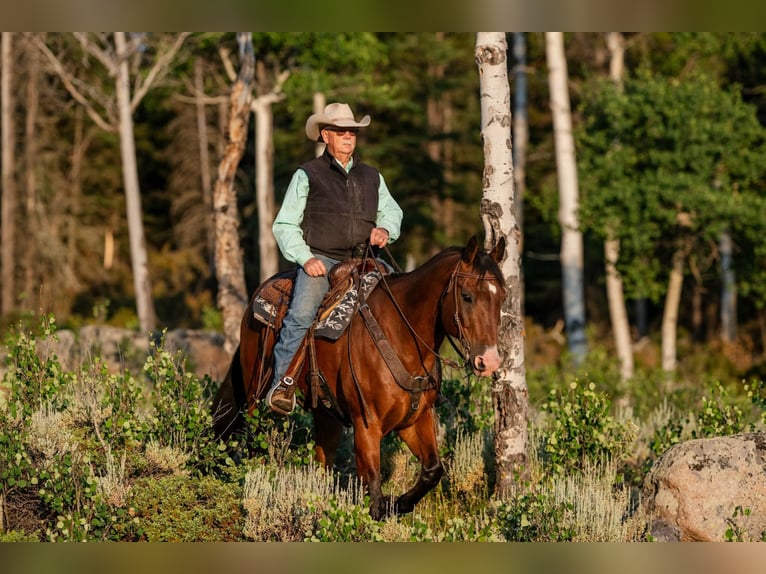 Quarter horse américain Hongre 16 Ans 163 cm Bai cerise in Statesville
