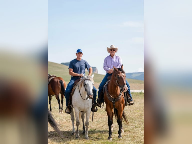 Quarter horse américain Hongre 16 Ans 163 cm Bai cerise in Statesville
