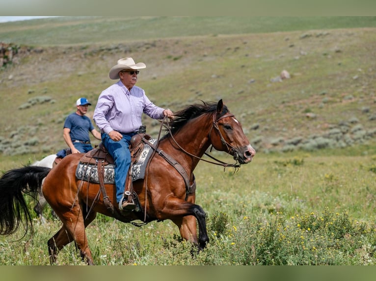 Quarter horse américain Hongre 16 Ans 163 cm Bai cerise in Statesville