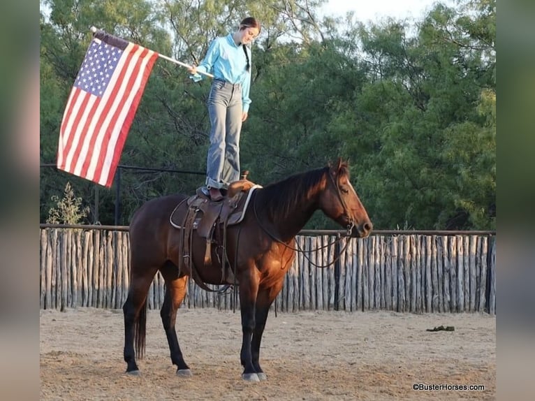 Quarter horse américain Hongre 16 Ans 163 cm Bai cerise in Weatherford TX