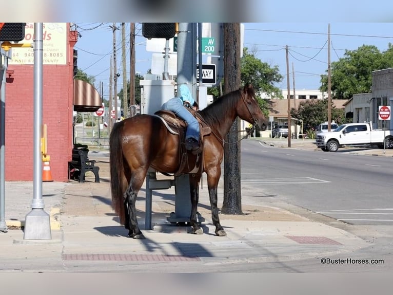 Quarter horse américain Hongre 16 Ans 163 cm Bai cerise in Weatherford TX