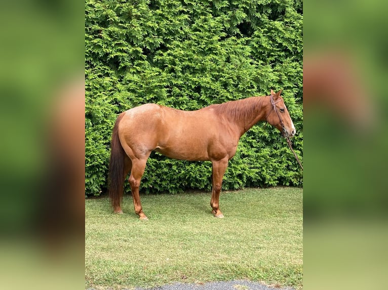 Quarter horse américain Hongre 16 Ans 163 cm Rouan Rouge in Royersford Quarter horse américain Hongre 16 Ans 163 cm Rouan Rouge in Royersford