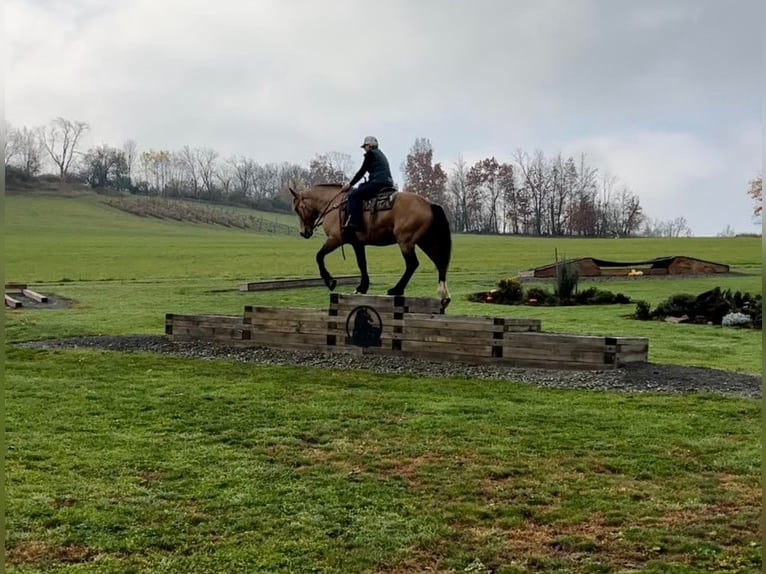 Quarter horse américain Hongre 16 Ans 165 cm Buckskin in Everette PA