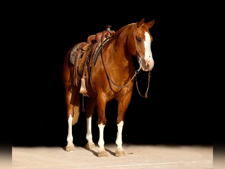 Quarter horse américain Hongre 16 Ans Alezan brûlé in Amarillo TX