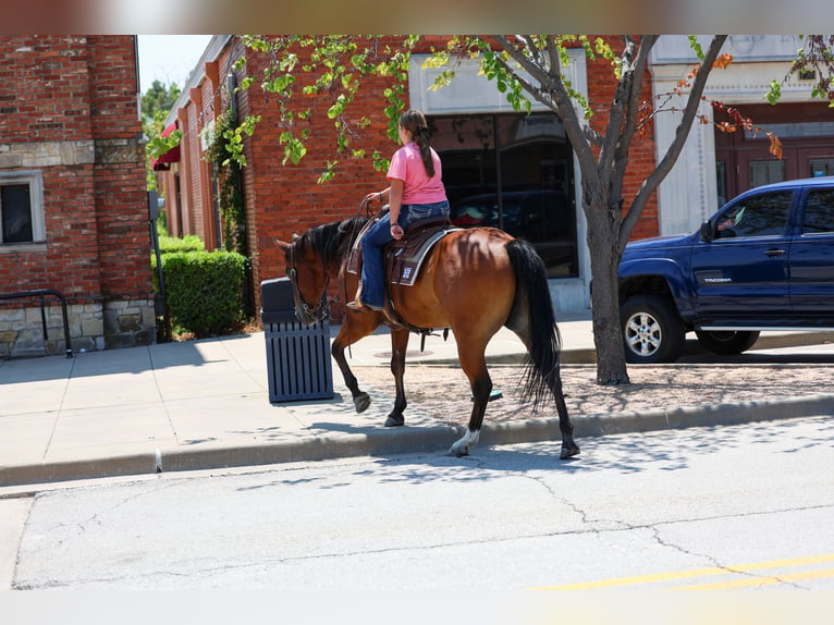 Quarter horse américain Hongre 16 Ans Bai cerise in Terrell