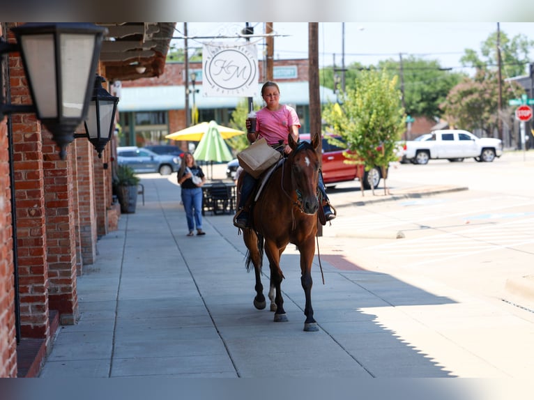 Quarter horse américain Hongre 16 Ans Bai cerise in Terrell