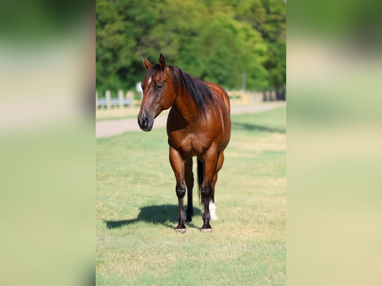 Quarter horse américain Hongre 16 Ans Bai cerise in Terrell
