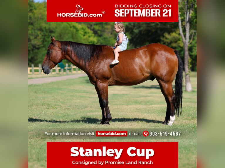 Quarter horse américain Hongre 16 Ans Bai cerise in Terrell