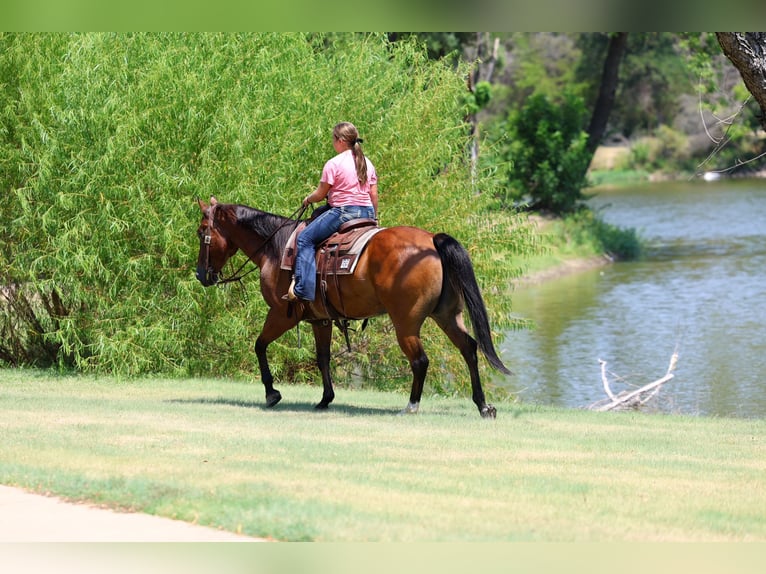 Quarter horse américain Hongre 16 Ans Bai cerise in Terrell