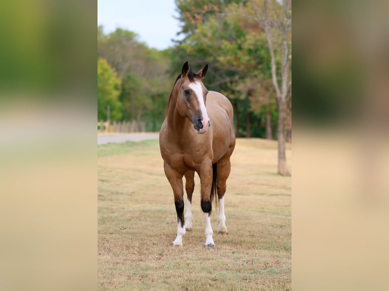 Quarter horse américain Hongre 16 Ans Buckskin in Terrell