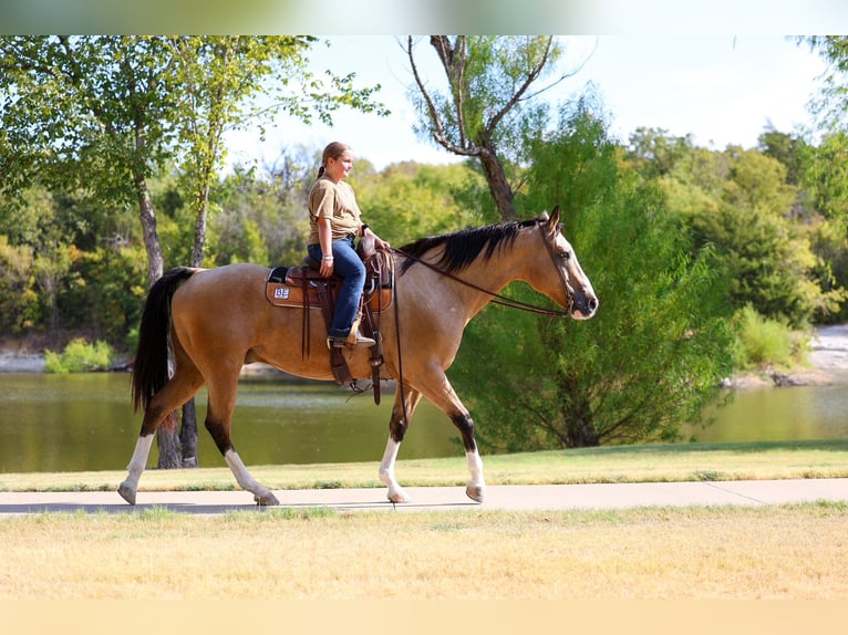 Quarter horse américain Hongre 16 Ans Buckskin in Terrell