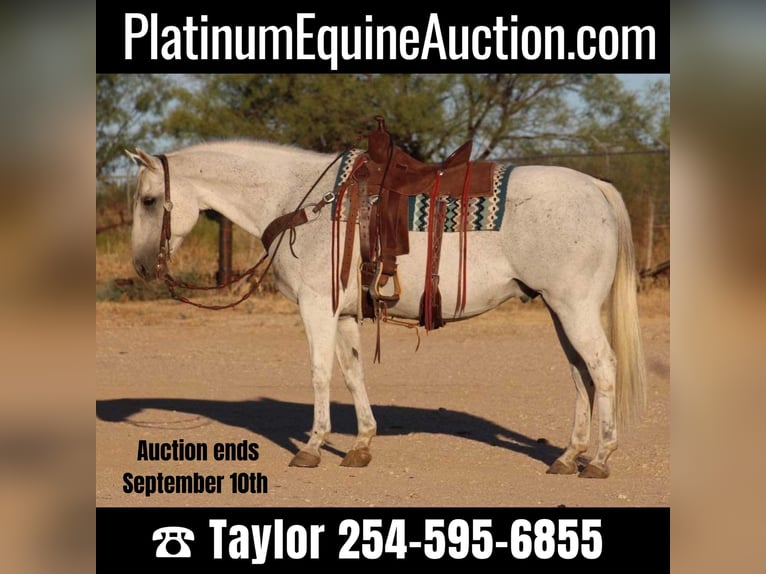 Quarter horse américain Hongre 16 Ans Gris in Eastland, TX