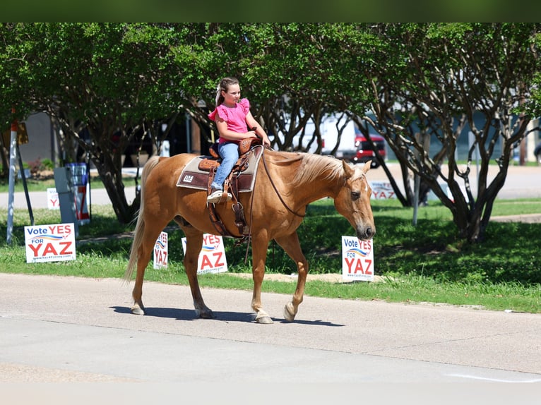 Quarter horse américain Hongre 16 Ans Palomino in Forney
