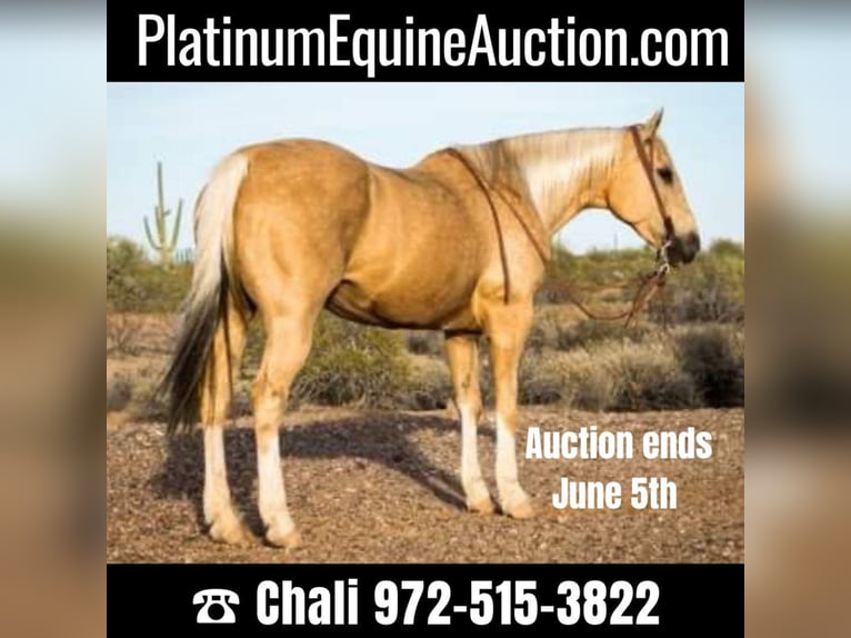 Quarter horse américain Hongre 16 Ans Palomino in Whittman AZ