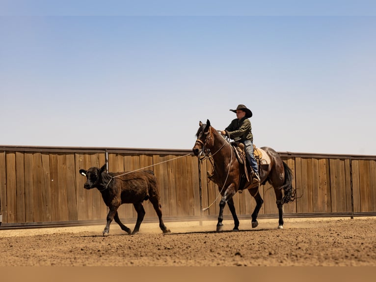 Quarter horse américain Hongre 16 Ans Roan-Bay in Canyon