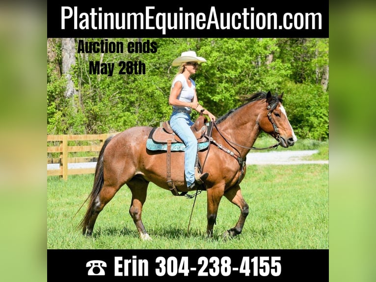 Quarter horse américain Hongre 16 Ans Roan-Bay in Hillsboro KY