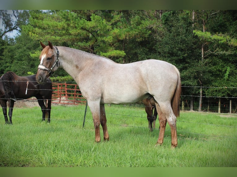 Quarter horse américain Hongre 16 Ans Rouan Rouge in Brooksville