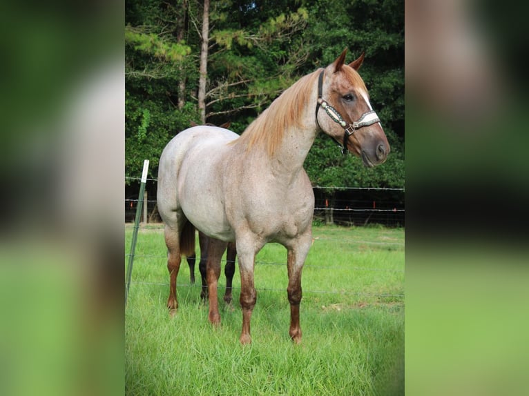 Quarter horse américain Hongre 16 Ans Rouan Rouge in Brooksville