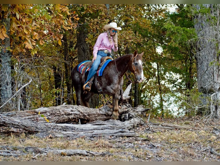 Quarter horse américain Hongre 17 Ans 145 cm Rouan Rouge in Quitman AR