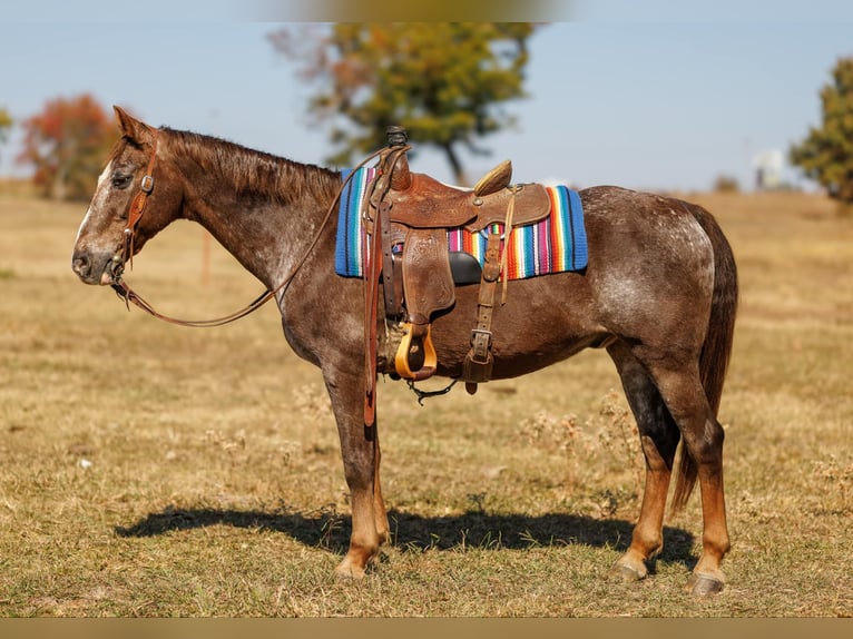 Quarter horse américain Hongre 17 Ans 145 cm Rouan Rouge in Quitman AR