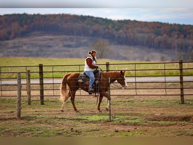 Quarter horse américain Hongre 17 Ans 147 cm Alezan brûlé in Mt HOpe AL