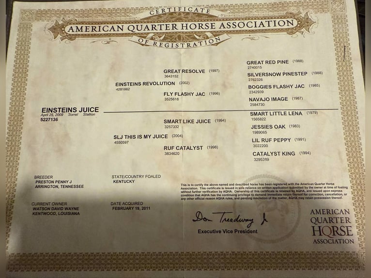 Quarter horse américain Hongre 17 Ans 147 cm Alezan cuivré in Stephenville TX