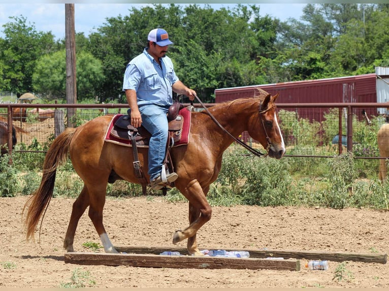 Quarter horse américain Hongre 17 Ans 147 cm Alezan cuivré in Stephenville TX