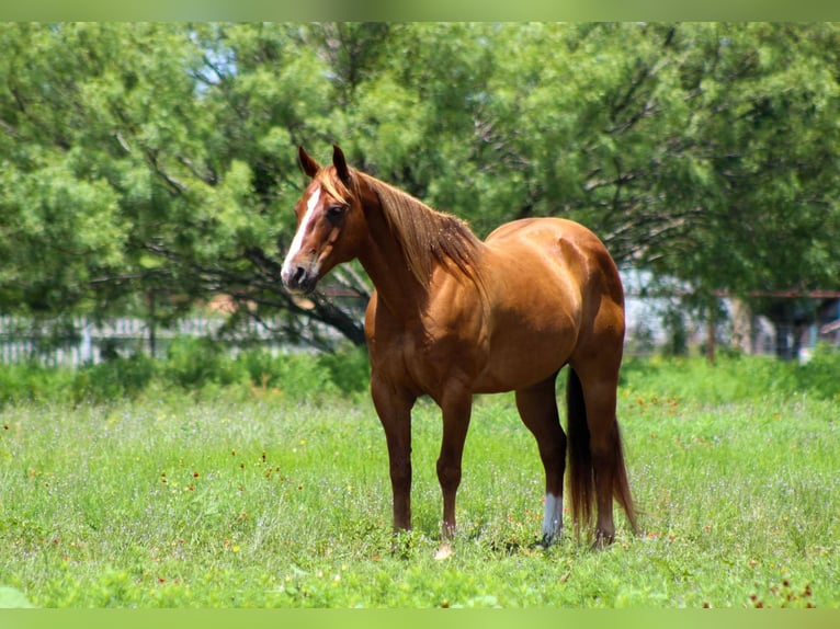Quarter horse américain Hongre 17 Ans 147 cm Alezan cuivré in Stephenville TX
