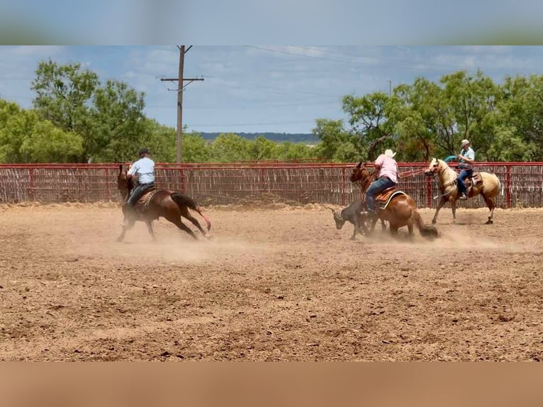 Quarter horse américain Hongre 17 Ans 147 cm Alezan cuivré in Stephenville TX