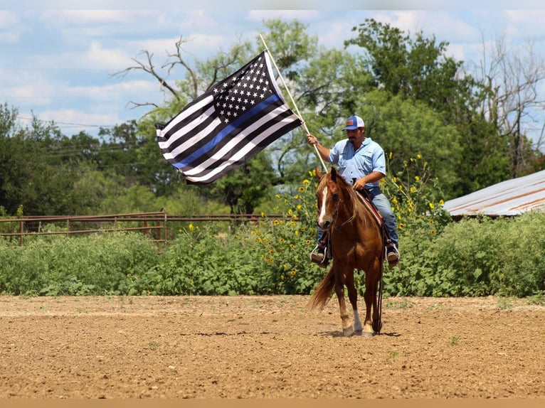 Quarter horse américain Hongre 17 Ans 147 cm Alezan cuivré in Stephenville TX