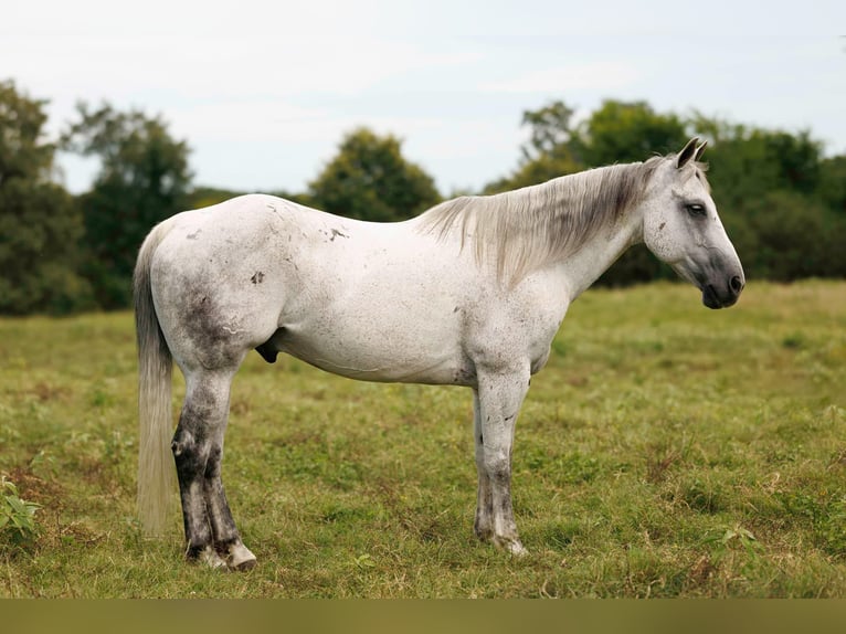 Quarter horse américain Hongre 17 Ans 147 cm Gris in Quitman AR