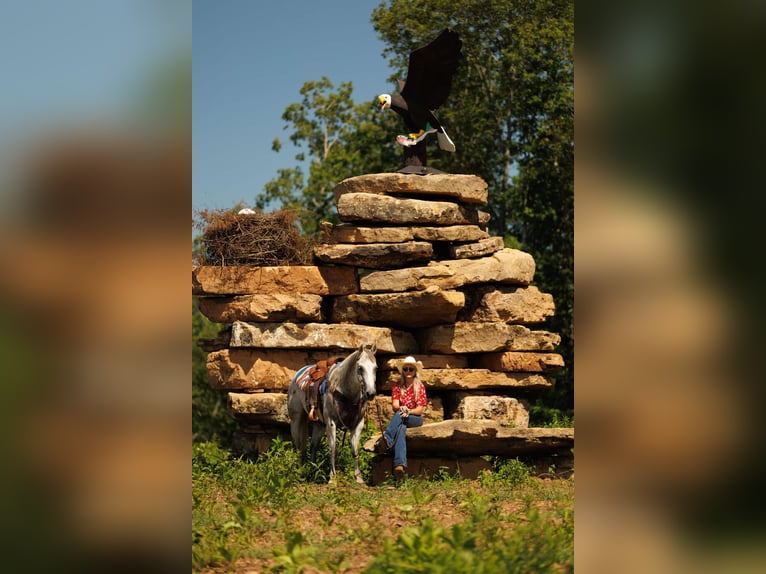 Quarter horse américain Hongre 17 Ans 147 cm Gris in Quitman AR