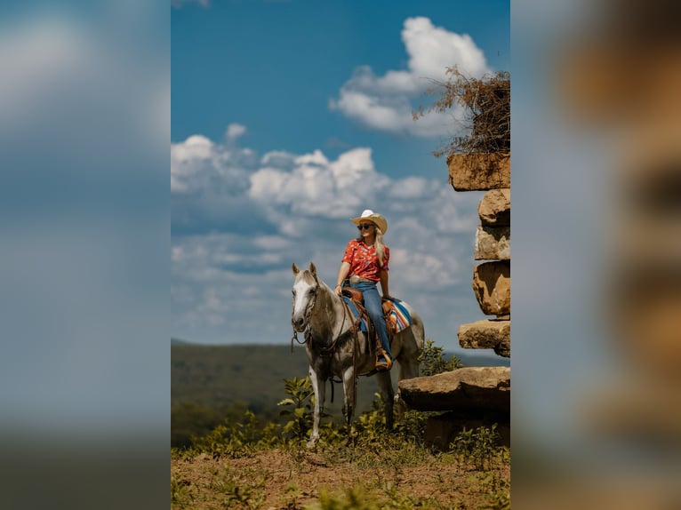 Quarter horse américain Hongre 17 Ans 147 cm Gris in Quitman AR