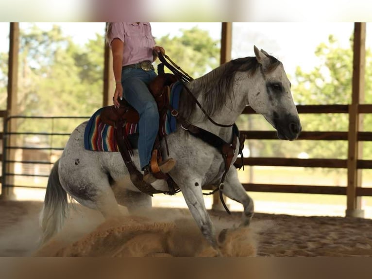 Quarter horse américain Hongre 17 Ans 147 cm Gris in Quitman AR
