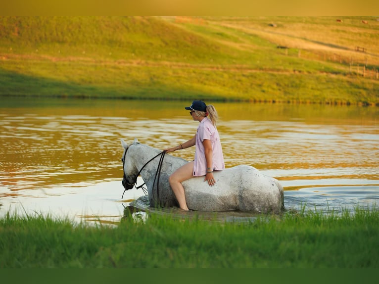 Quarter horse américain Hongre 17 Ans 147 cm Gris in Quitman AR