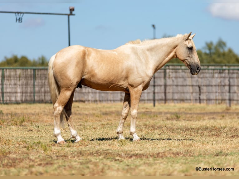 Quarter horse américain Hongre 17 Ans 147 cm Palomino in Weatherford TX