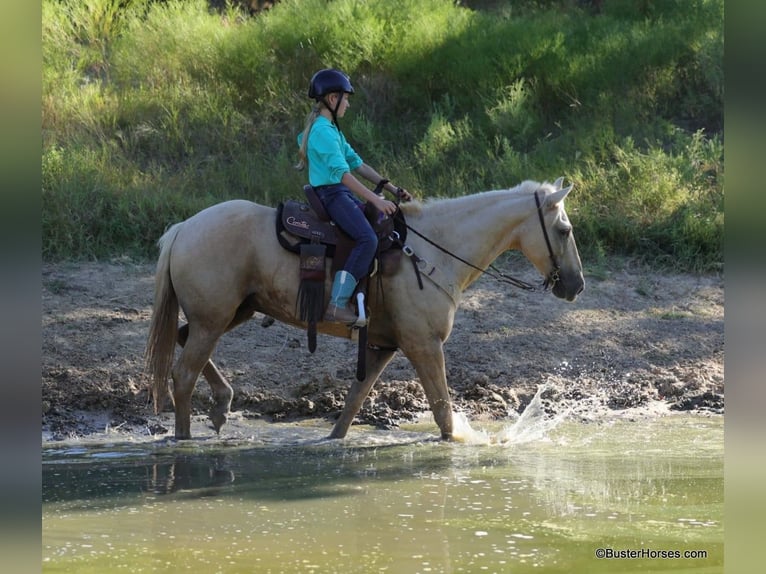 Quarter horse américain Hongre 17 Ans 147 cm Palomino in Weatherford TX