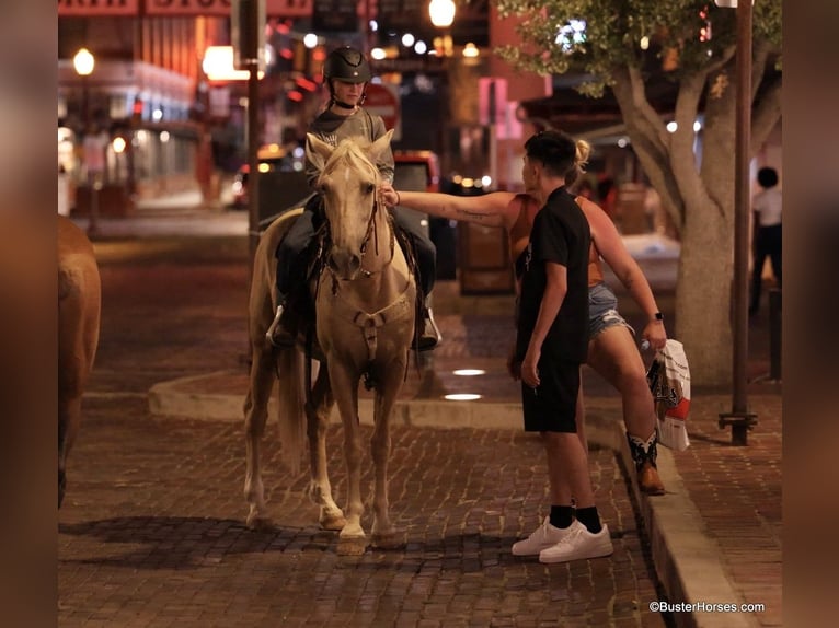 Quarter horse américain Hongre 17 Ans 147 cm Palomino in Weatherford TX