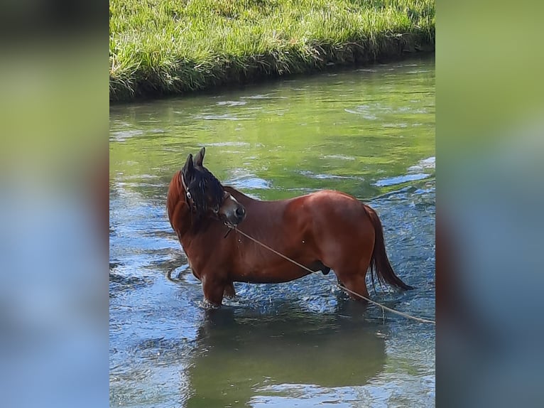 Quarter horse américain Hongre 17 Ans 149 cm Alezan in Diepoldsau