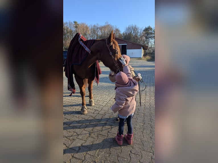 Quarter horse américain Hongre 17 Ans 150 cm Alezan in Bad Soden-Salmünster