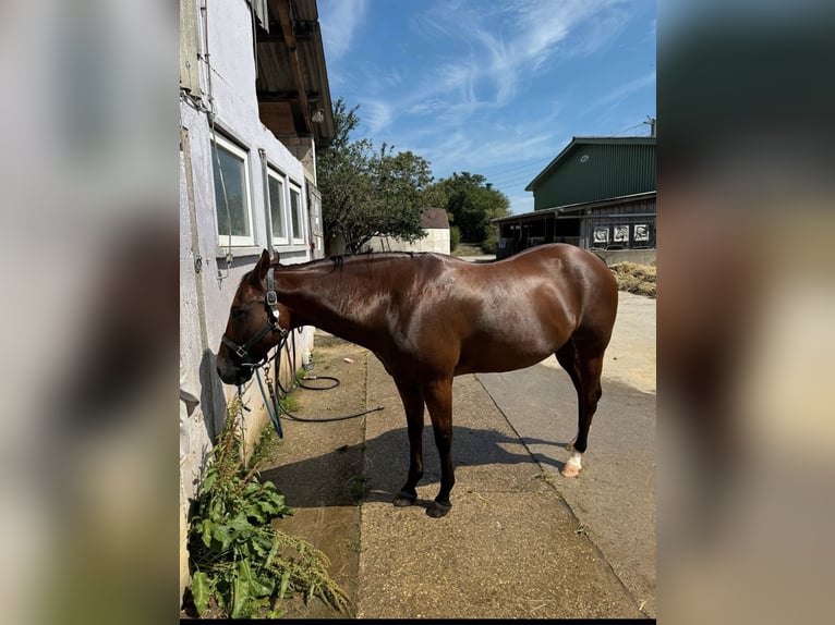 Quarter horse américain Hongre 17 Ans 150 cm Bai in PforzheimPforzheim