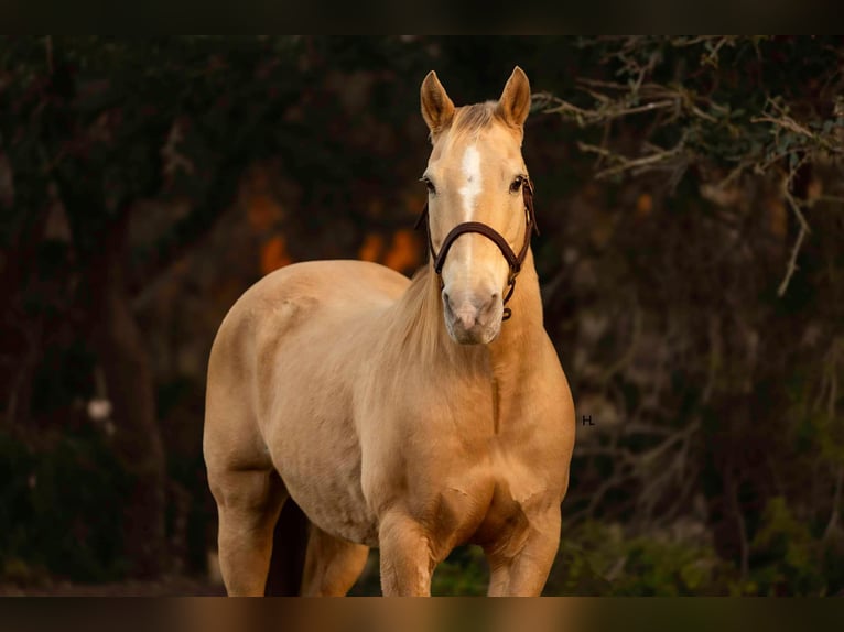 Quarter horse américain Hongre 17 Ans 150 cm Champagne in Weatherford TX