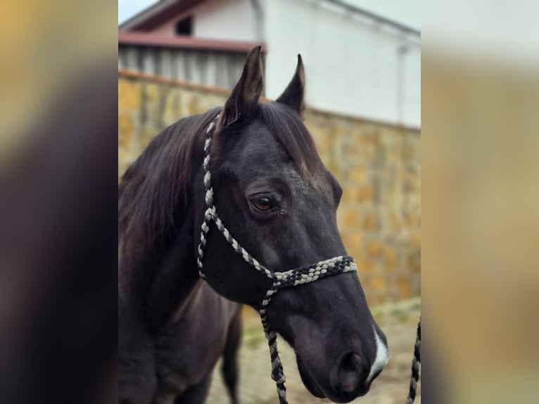 Quarter horse américain Hongre 17 Ans 150 cm Noir in Linda