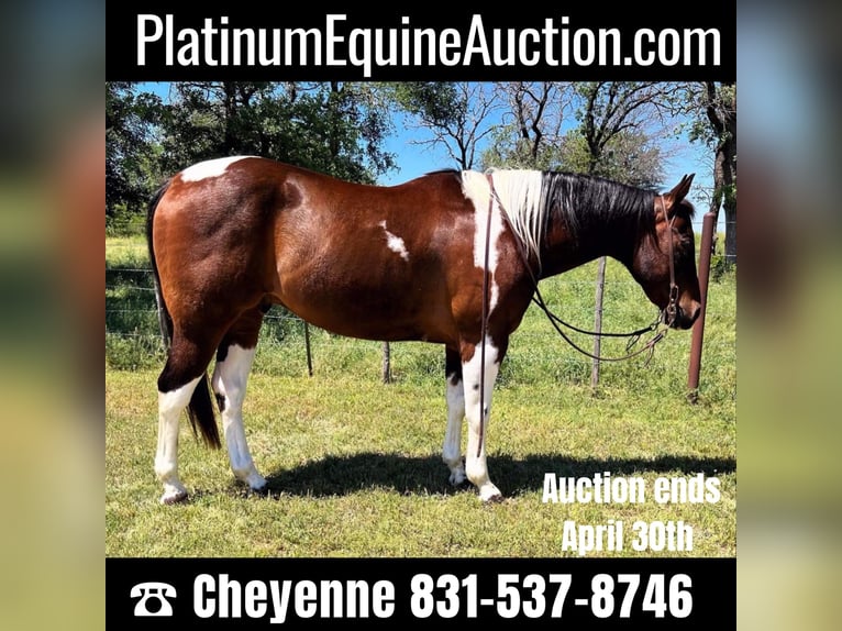 Quarter horse américain Hongre 17 Ans 150 cm Tobiano-toutes couleurs in Weatherford TX