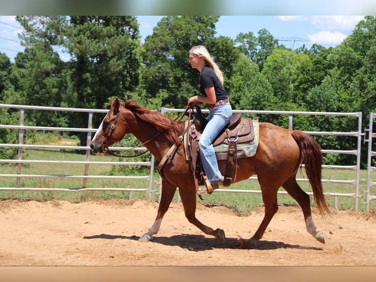 Quarter horse américain Hongre 17 Ans 152 cm Alezan brûlé in Cherryville NC