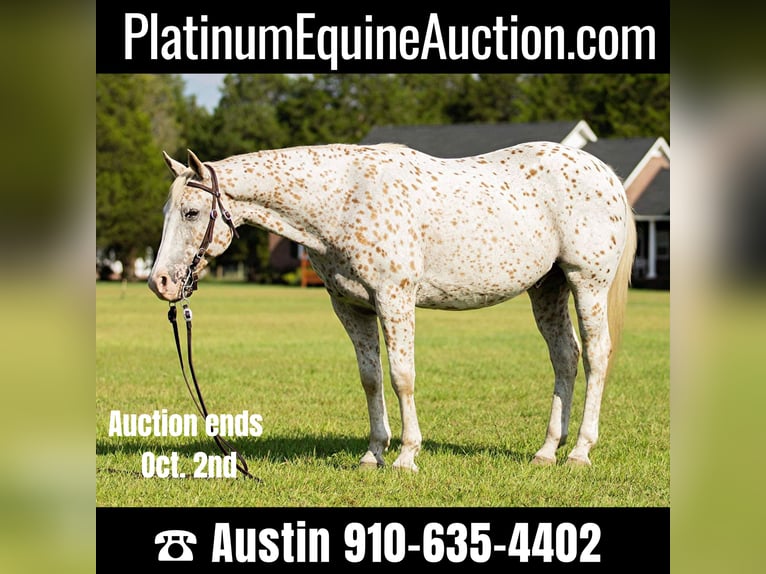 Quarter horse américain Hongre 17 Ans 152 cm Blanc in Fayetteville NC