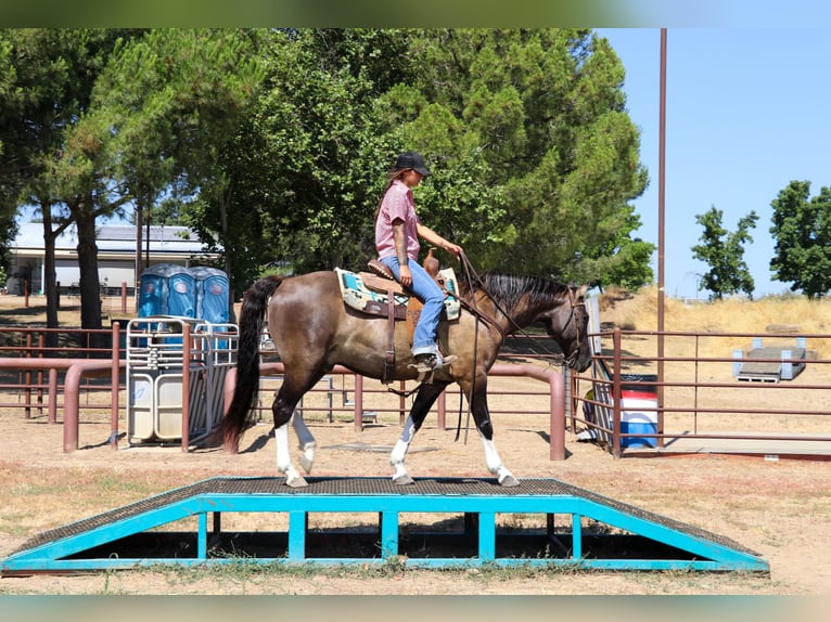 Quarter horse américain Hongre 17 Ans 152 cm Grullo in Pleasant Grove CA